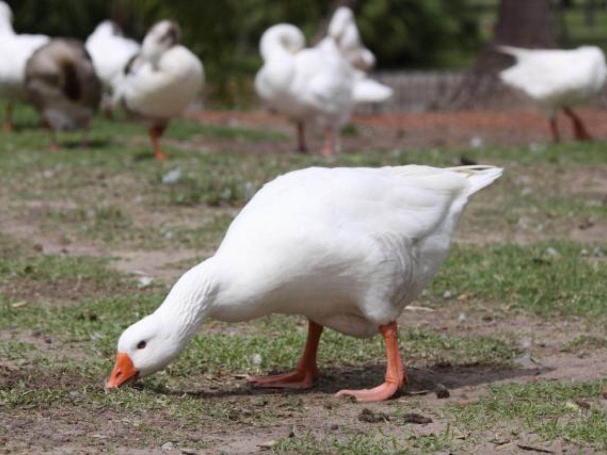 Indignación en Palermo: robaron dos gansos de los lagos y los arrojaron a una pileta con cloro