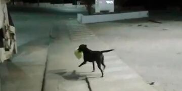 Bujía, el perro recolector