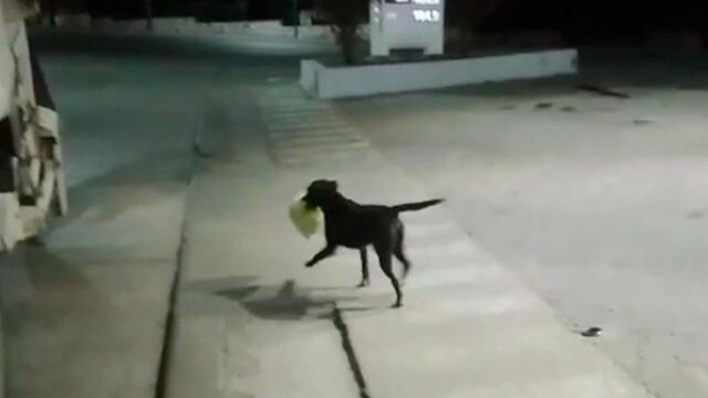 Bujía, el perro recolector