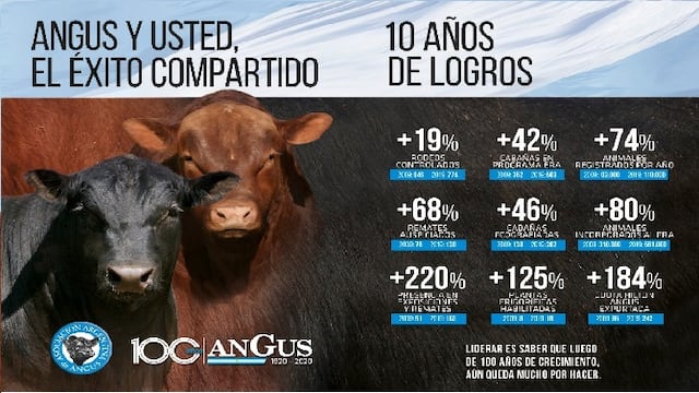 Angus, Raza Líder