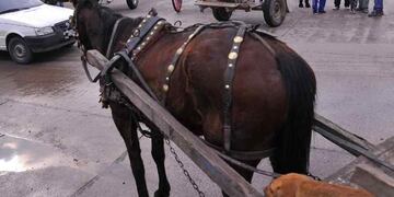 La erradicación total de la tracción a sangre en Soldini sigue siendo una cuenta pendiente (La Voz/Archivo)