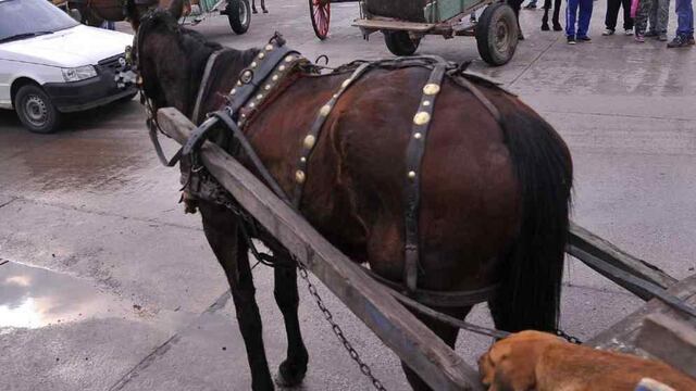 La erradicación total de la tracción a sangre en Soldini sigue siendo una cuenta pendiente  (La Voz/Archivo)