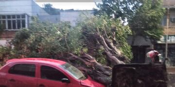 Temporal en Posadas: derribó árboles y causó complicaciones en la ciudad.