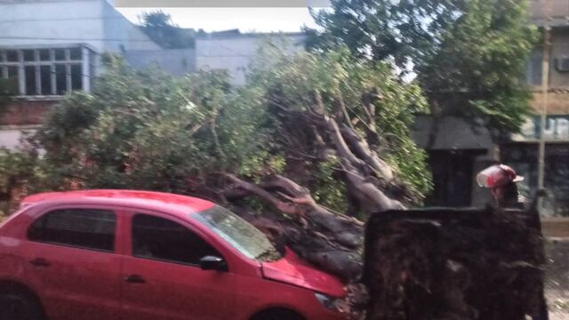 Temporal en Posadas: derribó árboles y causó complicaciones en la ciudad.