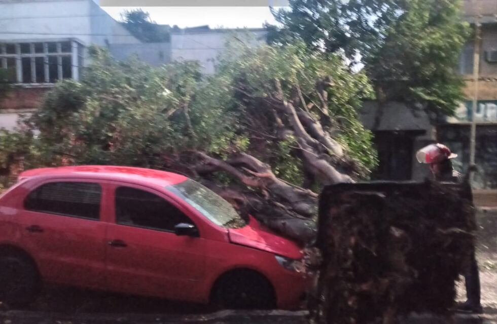 Temporal en Posadas: derribó árboles y causó complicaciones en la ciudad