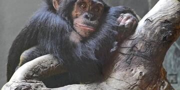 Dos chimpancé se reencuentran y se abrazan