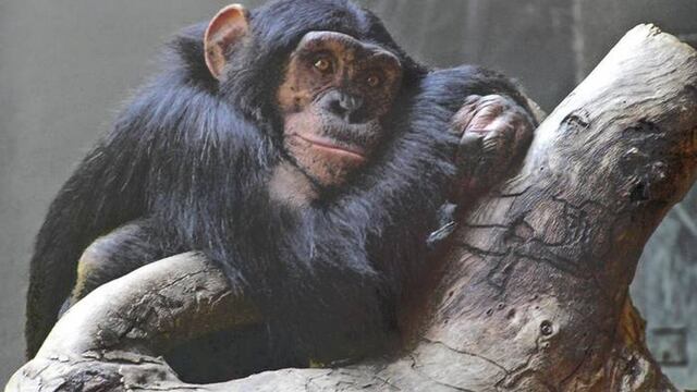 Dos chimpancé se reencuentran y se abrazan
