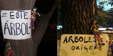 Este árbol no se va. Protesta de vecinos de bulevar Racedo ante el proyecto de ensanche.