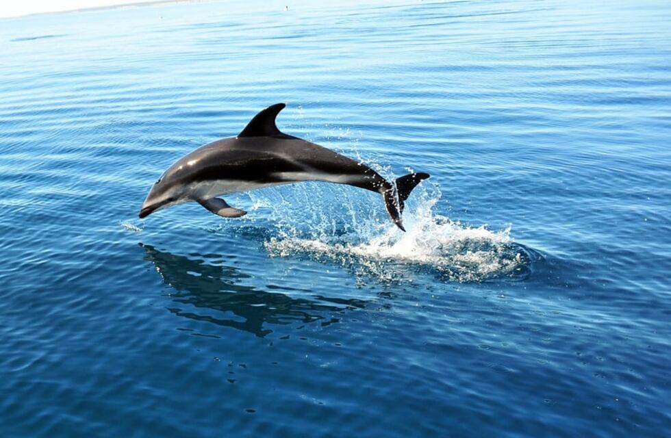 Llegaron los delfines oscuros a Puerto Madryn: mirá las increíbles fotos y videos