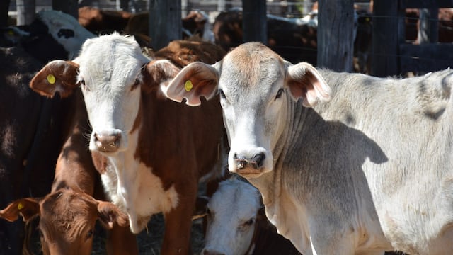 Comienza la temporada de remates ganaderos en Chaco