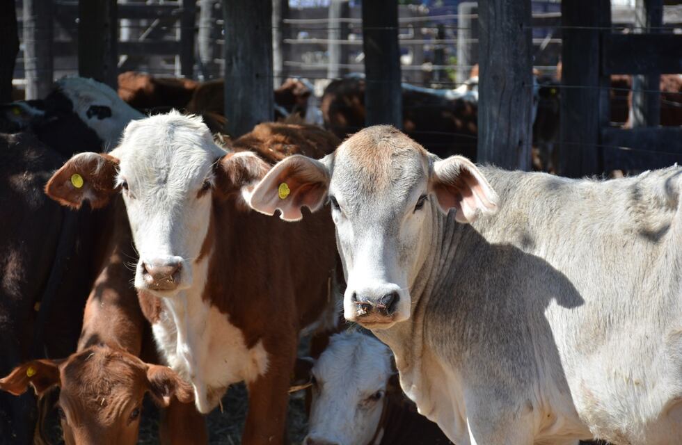 Comienza la temporada de remates ganaderos en Chaco