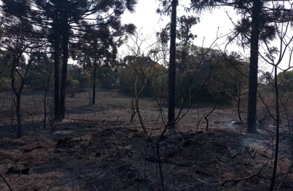 Se consumieron entre 5 y 10 hectáreas del Parque Provincial de las Araucarias en San Pedro