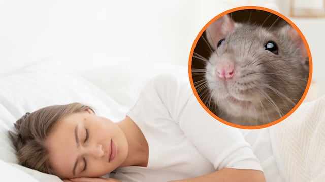 Cuál es el significado oculto de soñar con ratas, según la psicología