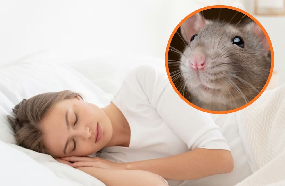 Cuál es el significado oculto de soñar con ratas, según la psicología
