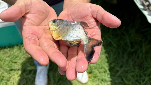 Realizaron la primera liberación de pacú para reforzar especies nativas en el Paraná Medio.