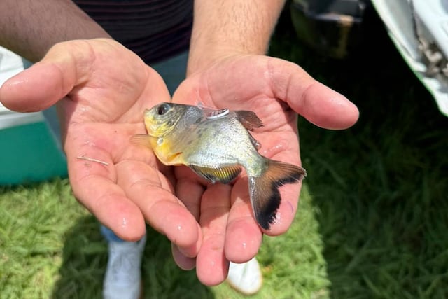 Realizaron la primera liberación de pacú para reforzar especies nativas en el Paraná Medio.