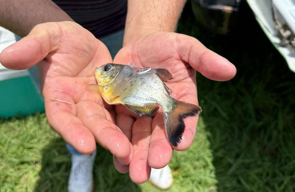 Realizaron la primera liberación de pacú para reforzar especies nativas en el Paraná Medio