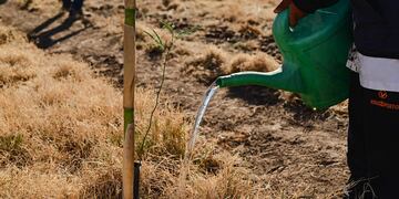 Cómo es en Tandil el nuevo plan forestal