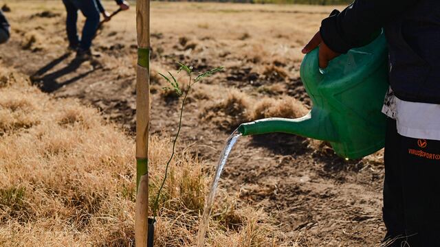 Cómo es en Tandil el nuevo plan forestal