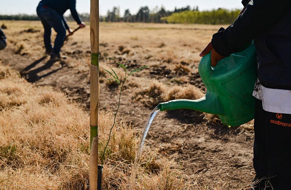 Cómo es en Tandil el nuevo plan forestal