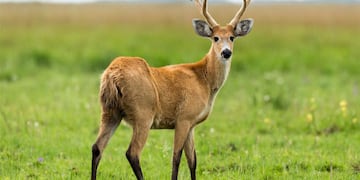 El ciervo intentó defenderse y escapar de la situación, pero lamentablemente no pudo.