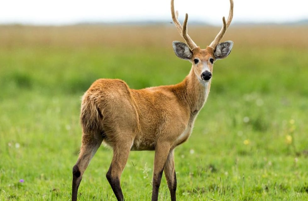 Indignante: pescadores se grabaron mientras mataban a un ciervo de los pantanos en el Río Paraná