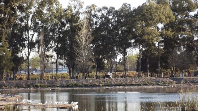 El animal en peligro de extinción fue divisado en el interior de la provincia de Córdoba. (Foto: Laboulaye.info)