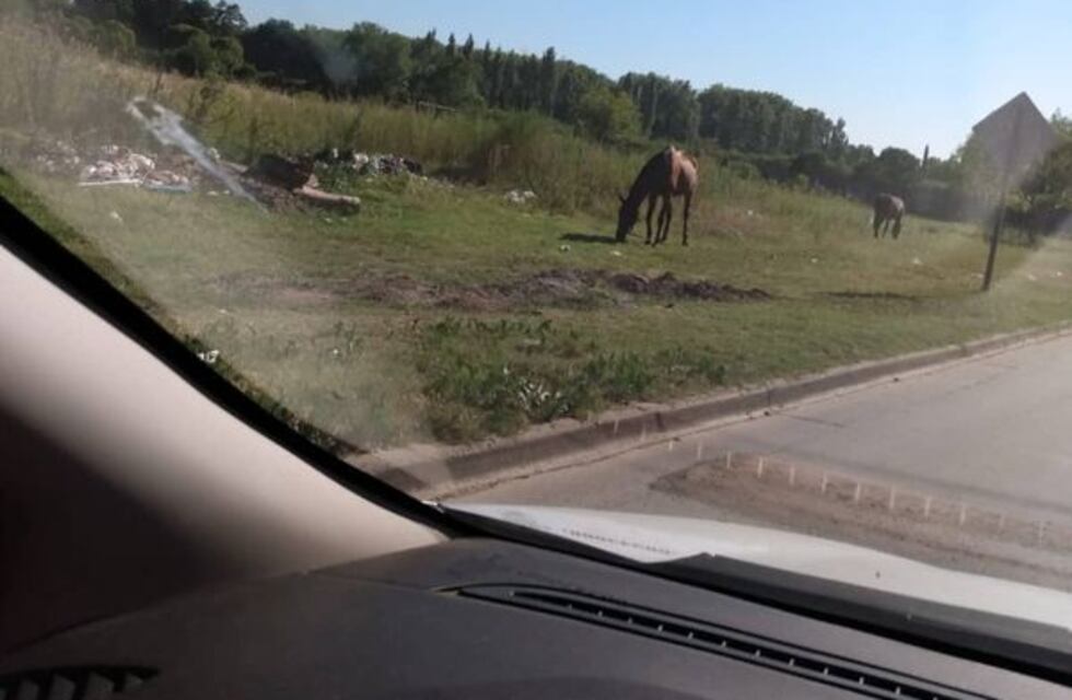 Pérez: denuncian al dueño por no resguardar del sol a sus caballos