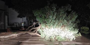 Fuerte tormenta en Sunchales:vientos de 100 km/h y un centenar de árboles caídos