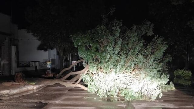 Fuerte tormenta en Sunchales:vientos de 100 km/h y un centenar de árboles caídos