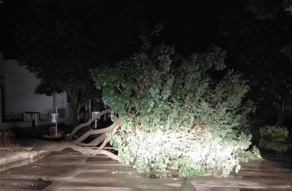 Sunchales sufrió un fuerte temporal: más de 100 árboles caídos