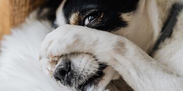 Día del Animal.