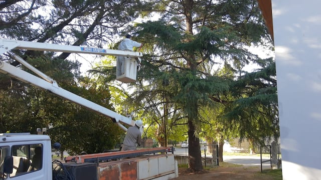 Bromatología combatió y retiró dos nidos de camoatíes del Geriátrico Municipal de Tres Arroyos