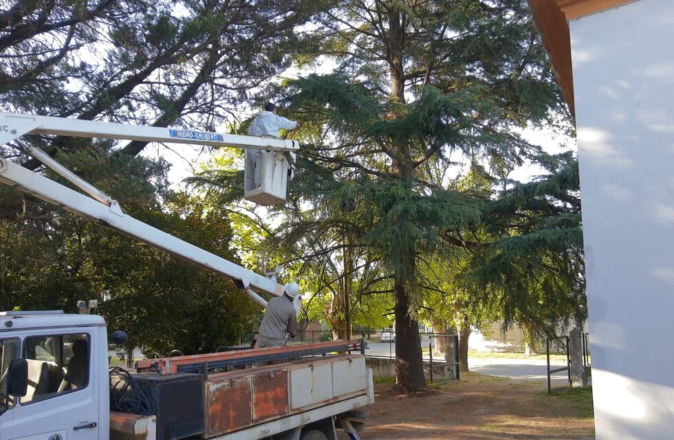 Bromatología combatió y retiró dos nidos de camoatíes del Geriátrico Municipal de Tres Arroyos