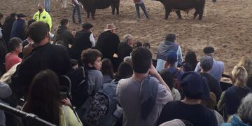 Selección de gran campeón Shorthorn Palermo 2022