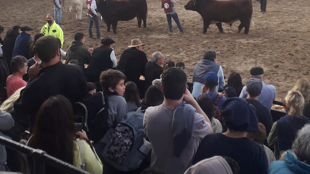 Selección de gran campeón Shorthorn Palermo 2022