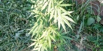 Planta de marihuana.
