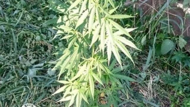 Planta de marihuana.