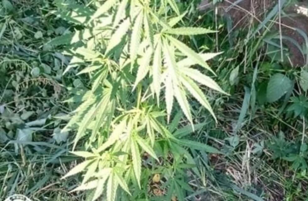 Un año de prisión efectiva para un puntaltense por tener plantas de marihuana