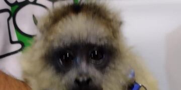 Rescataron a un mono Carayá de una vivienda.