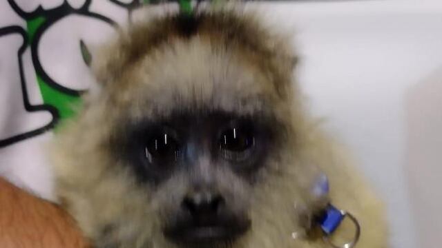 Rescataron a un mono Carayá de una vivienda.