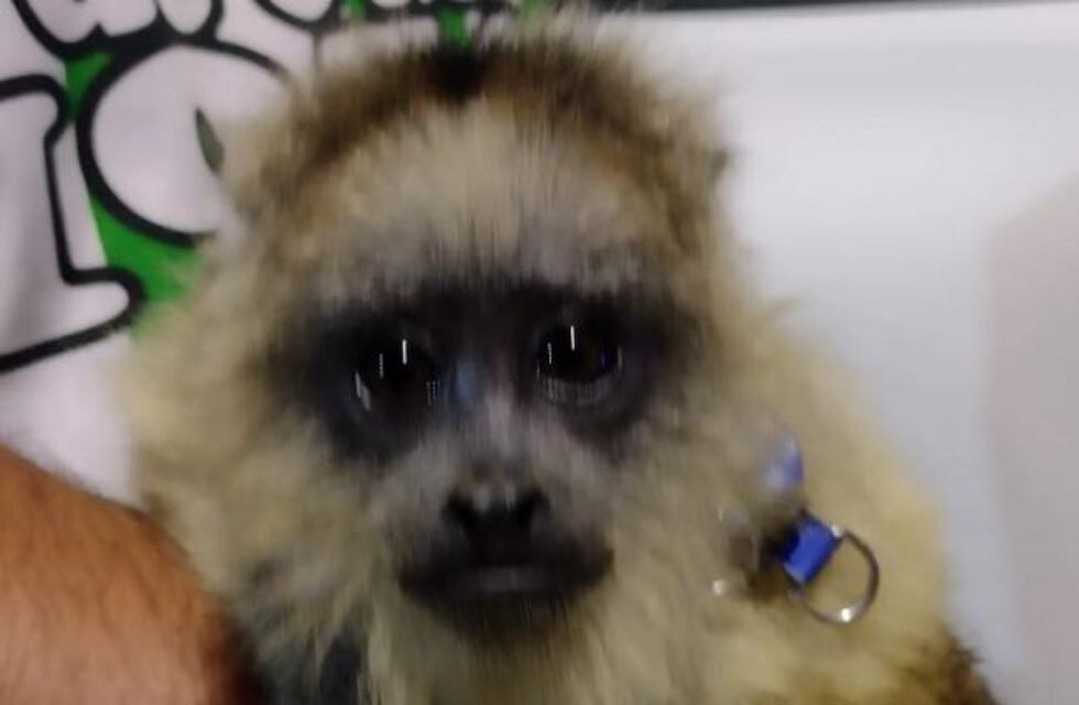 Rescataron a un mono Carayá que estaba cautivo en una casa de Tucumán