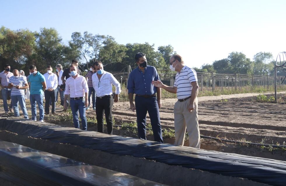 Danone utilizará frutillas chaqueñas en sus productos