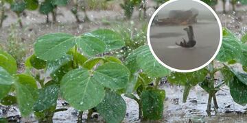 Un trabajador de Oliveros festejó la llegada de la lluvia, un alivio para el campo en Santa Fe.
