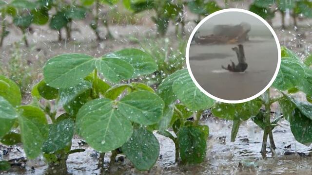 Un trabajador de Oliveros festejó la llegada de la lluvia, un alivio para el campo en Santa Fe.