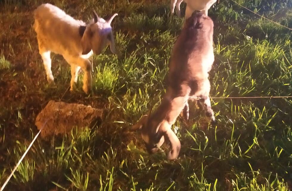 Le revisaron el baúl y descubrieron que llevaba chivos vivos en su auto