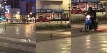 El exótico animal apareció frente a la Plaza España, en pleno Nueva Córdoba.