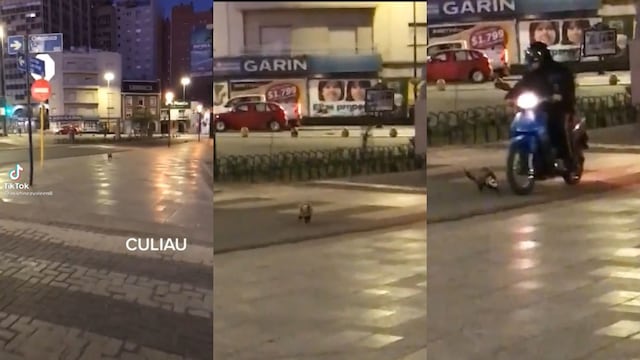 El exótico animal apareció frente a la Plaza España, en pleno Nueva Córdoba.
