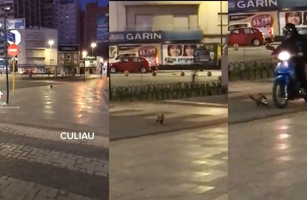 Susto en Córdoba: filmó un extraño animal y su reacción fue increíble