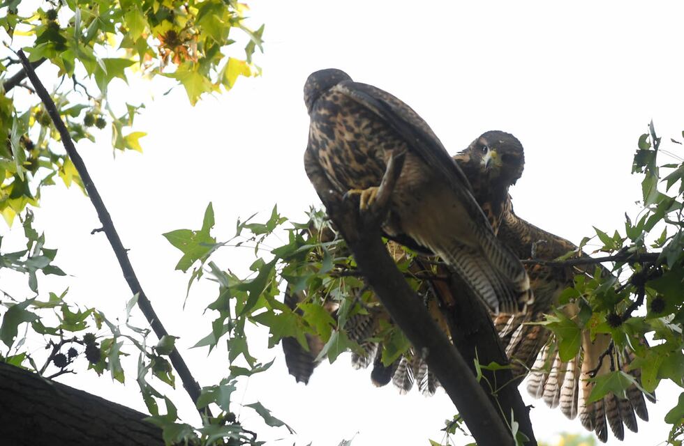 Preocupación en Jáchal por gavilanes que atacan a las personas en la plaza central